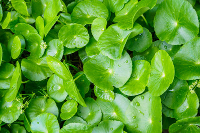 No B.S. Goodness: Gotu Kola