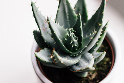 No B.S. Goodness: Aloe Vera